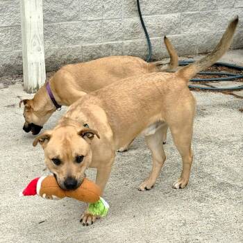 Shepherd Dogs Available for Adoption in Michigan City, Indiana - Banjo | PetCurious