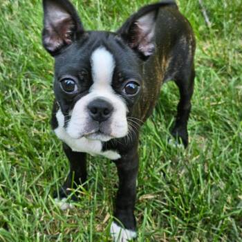 Cork -  Boston Terrier Dog for Adoption in Jackson, Missouri - Cork | PetCurious