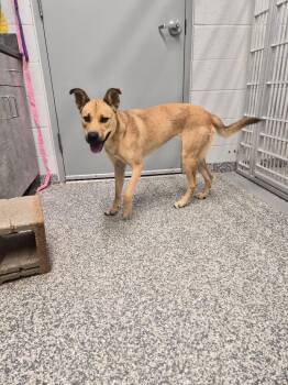 Ritz -  Shepherd and Mixed Breed Dog for Adoption in Mustang, Oklahoma - Ritz | PetCurious