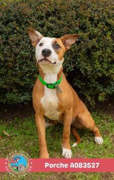 Porche -  American Bulldog Dog for Adoption in Mobile, Alabama - Porche | PetCurious