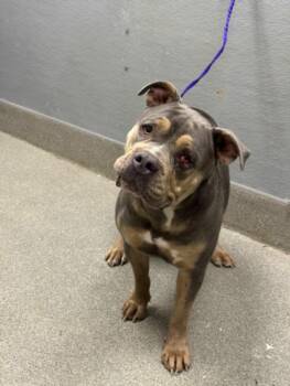 MATILDA -  Pit Bull Terrier Dog for Adoption in Las Vegas, Nevada - MATILDA | PetCurious