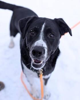Mixed Breed Dogs Available for Adoption in Winnipeg, Manitoba - Nitro | PetCurious