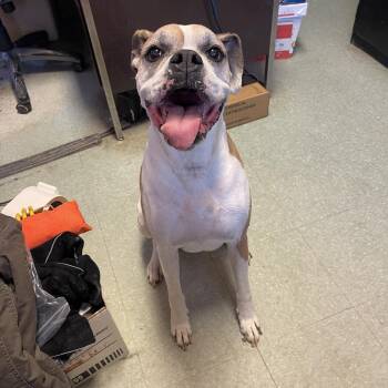 Boxer Dogs Available for Adoption in Sand Springs, Oklahoma - Jax | PetCurious
