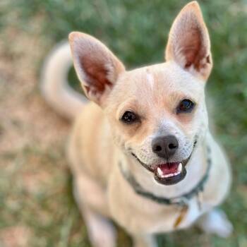 JOYCELYN -  Chihuahua and Italian Greyhound Dog for Adoption in San Francisco, California - JOYCELYN | PetCurious