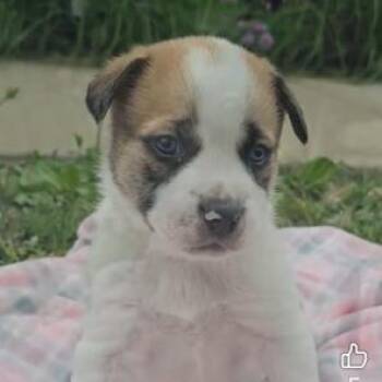 Australian Cattle Dog Blue Heeler and Shepherd Dogs Available for Adoption in Riverside, Iowa - Cadbury | PetCurious
