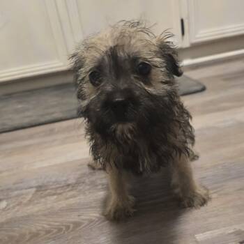 Corinne -  Terrier Dog for Adoption in Harlingen, Texas - Corinne | PetCurious