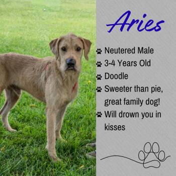 Aries -  Labradoodle Dog for Adoption in Junction City, Kansas - Aries | PetCurious