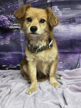 Marty -  Papillon and Dachshund Dog for Adoption in Boulder, Colorado - Marty | PetCurious