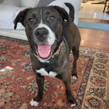 Rescue Pit Bull Terrier and Mixed Breed Dogs for Adoption in Conroe, Texas - Waffles | PetCurious