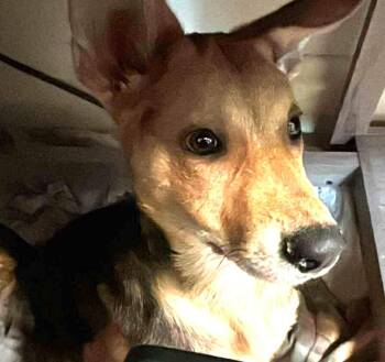 Rescue German Shepherd Dog Dogs for Adoption in De Pere, Wisconsin - Lucero | PetCurious