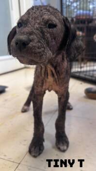 Tiny T -  Cane Corso and American Bully Dog for Adoption in Dyersburg, Tennessee - Tiny T | PetCurious