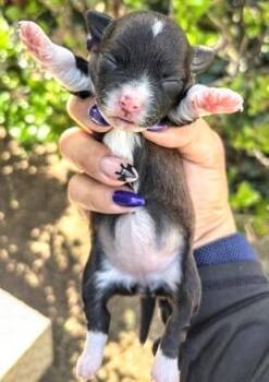 A658151 -  Rat Terrier and Yorkshire Terrier Dog for Adoption in Houston, Texas - A658151 | PetCurious