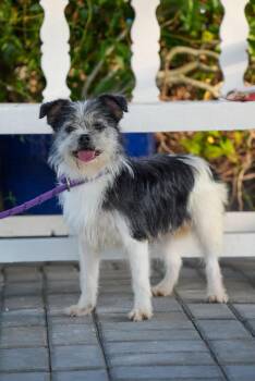 Rachel -  Mixed Breed Dog for Adoption in Palos Heights, Illinois - Rachel | PetCurious
