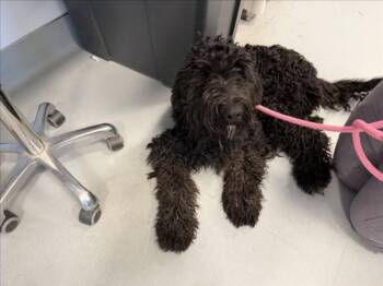 A176317 -  Mixed Breed Dog for Adoption in Santa Fe, New Mexico - A176317 | PetCurious