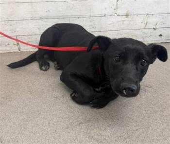 MOZZARELLA -  Labrador Retriever and Mixed Breed Dog for Adoption in San Bernardino, California - MOZZARELLA | PetCurious