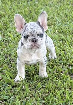 Sage -  French Bulldog Dog for Sale in Rayne, Louisiana - Sage | PetCurious