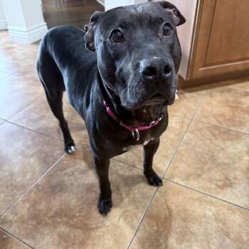 Belle -  Black Labrador Retriever Dog for Adoption in Tampa, Florida - Belle | PetCurious