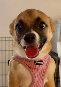 Mimi -  Chihuahua and Pug Dog for Adoption in Collingswood, New Jersey - Mimi | PetCurious