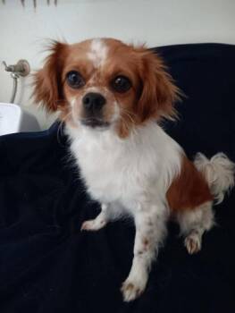 Rescue Cavalier King Charles Spaniel Dogs for Adoption in Gardena, California - Lilli | PetCurious