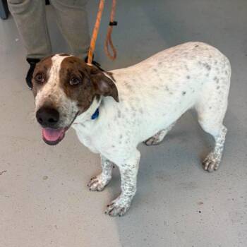 Hudson -  Mixed Breed Dog for Adoption in Huntington, West Virginia - Hudson | PetCurious