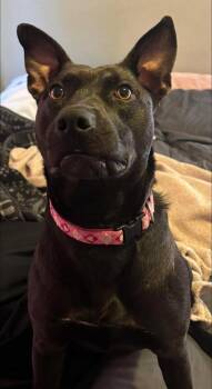 Salem -  Labrador Retriever and Shepherd Dog for Adoption in Tulsa, Oklahoma - Salem | PetCurious