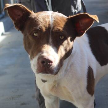 Pit Bull Terrier and Hound Dogs Available for Adoption - Amy ✴ | PetCurious