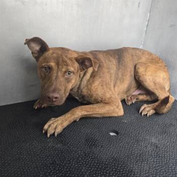 TOOTSIE ROLL -  Black Mouth Cur and Mixed Breed Dog for Adoption in Conroe, Texas - TOOTSIE ROLL | PetCurious