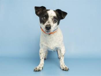 FRANKLIN -  Chihuahua and Parson Russell Terrier Dog for Adoption in Phoenix, Arizona - FRANKLIN | PetCurious