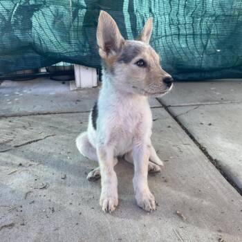 Cattle Dog and Australian Cattle Dog Blue Heeler Dogs Available for Adoption in Escondido, California - Lilly | PetCurious