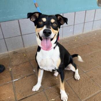 Romeo -  Mixed Breed Dog for Adoption in Honolulu, Hawaii - Romeo | PetCurious