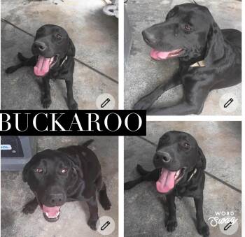 Buckaroo -  Black Labrador Retriever Dog for Adoption in New Braunfels, Texas - Buckaroo | PetCurious