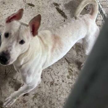 Rescue Mixed Breed Dogs for Adoption in Gadsden, Alabama - ELM 28 | PetCurious