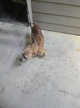 Rescue Pit Bull Terrier and Mixed Breed Dogs for Adoption in Houston, Texas - SYREN | PetCurious