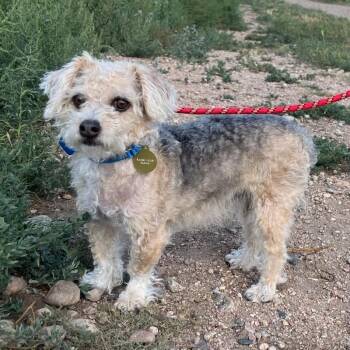 Tim Horton -  Yorkshire Terrier and Mixed Breed Dog for Adoption in Fort Collins, Colorado - Tim Horton | PetCurious
