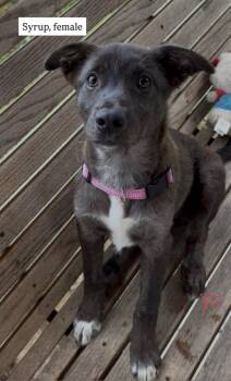 Syrup -  Cattle Dog Dog for Adoption in Vancouver, Washington - Syrup | PetCurious