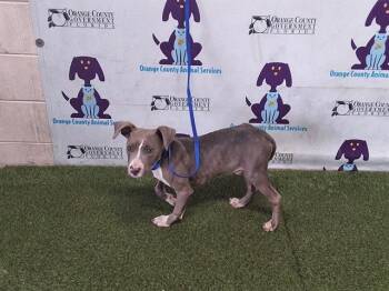 Pit Bull Terrier Dogs Available for Adoption - FATBOY | PetCurious