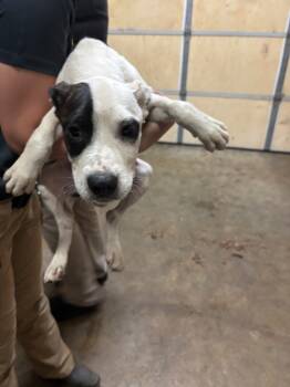 Rescue Hound Dogs for Adoption in Hot Springs, Arkansas - Gallegher | PetCurious