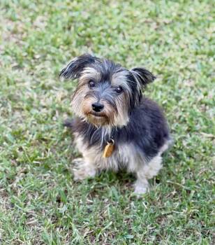 Mazzy -  Yorkie Poo Dog for Adoption in Austin, Texas - Mazzy | PetCurious