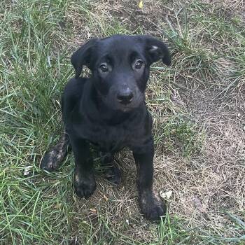 Rescue Shepherd and Rottweiler Dogs for Adoption in Barrie, Ontario - Knox | PetCurious