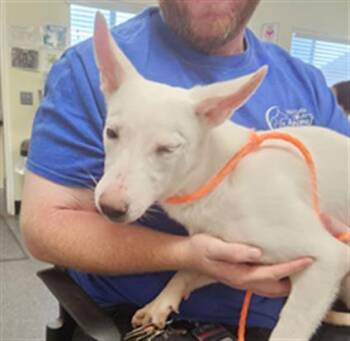 Australian Cattle Dog Blue Heeler and Mixed Breed Dogs Available for Adoption - ELSA | PetCurious