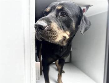 A661341 -  Rottweiler and Mixed Breed Dog for Adoption in Houston, Texas - A661341 | PetCurious