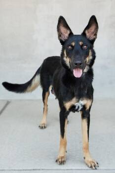 Niva -  Mixed Breed Dog for Adoption in Longmont, Colorado - Niva | PetCurious