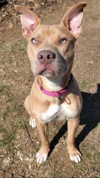 Pit Bull Terrier and Mixed Breed Dogs Available for Adoption in St. Peters, Missouri - TUNA | PetCurious