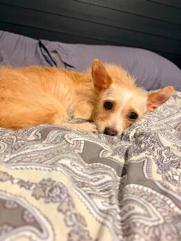 Mocha -  Yorkshire Terrier and Chihuahua Dog for Adoption in Rochester, New York - Mocha | PetCurious