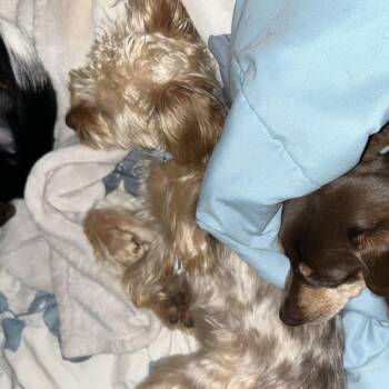 Rescue Yorkshire Terrier Dogs for Adoption in Big Rock, Tennessee - Jesse | PetCurious