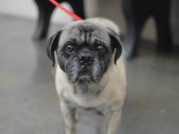 Jojo -  Pug Dog for Adoption in Portland, Oregon - Jojo | PetCurious