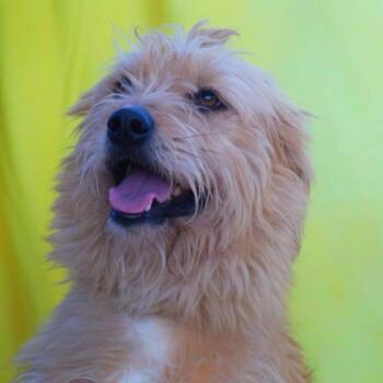 Rescue Wheaten Terrier and Mixed Breed Dogs for Adoption in Austin, Texas - Maya JuM | PetCurious