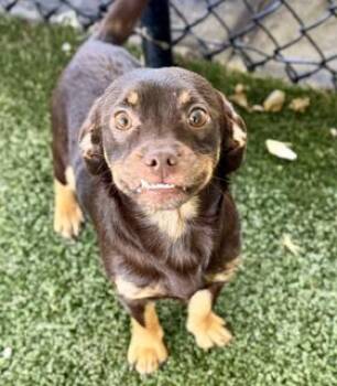 Richie -  Dachshund and Chiweenie Dog for Adoption in Tifton, Georgia - Richie | PetCurious
