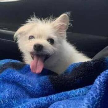 Drake -  Terrier and Mixed Breed Dog for Adoption in Apple Valley, California - Drake | PetCurious