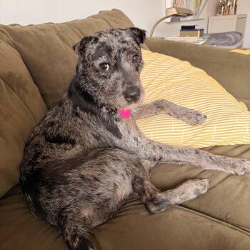 Catahoula Leopard Dog and Terrier Dogs Available for Adoption - Adonis | PetCurious